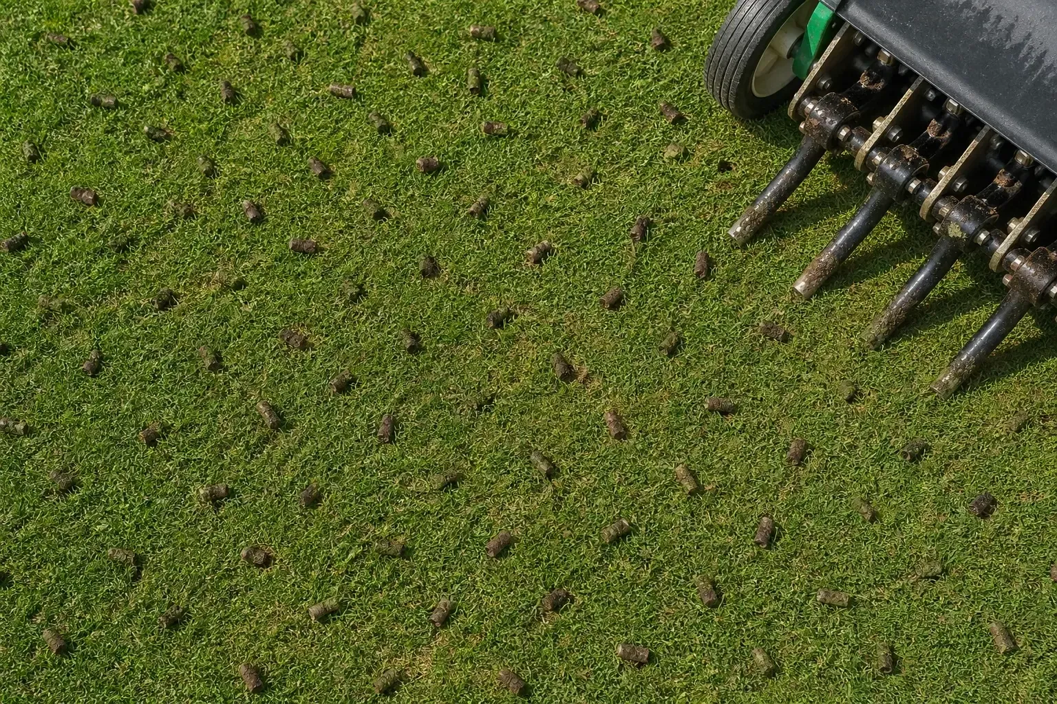 Carottes de sol extraites par un carottier mécanique sur une pelouse, alignées sur la surface après aération