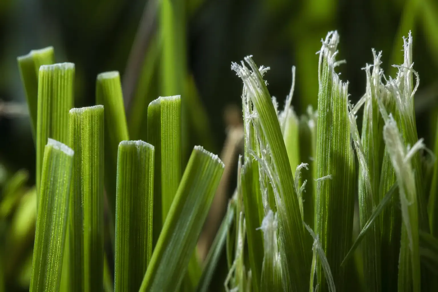 Comparatif macro entre brins d'herbe coupés nettement et brins déchirés par une lame émoussée