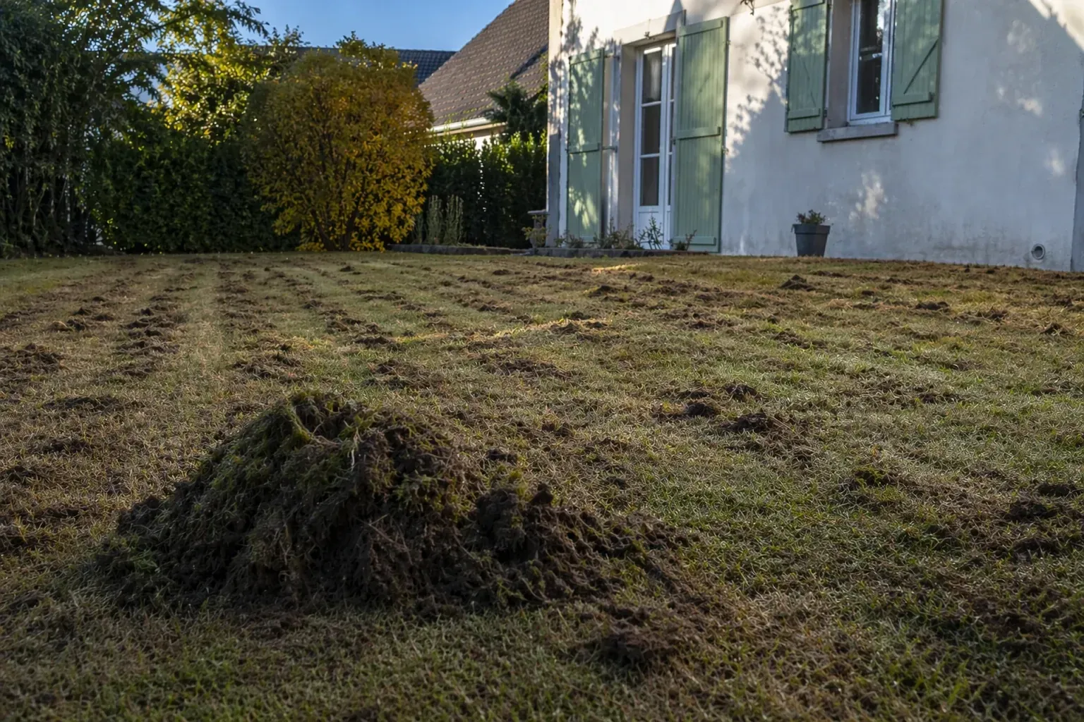 Pelouse après scarification post-anti-mousse avec zones sursemées