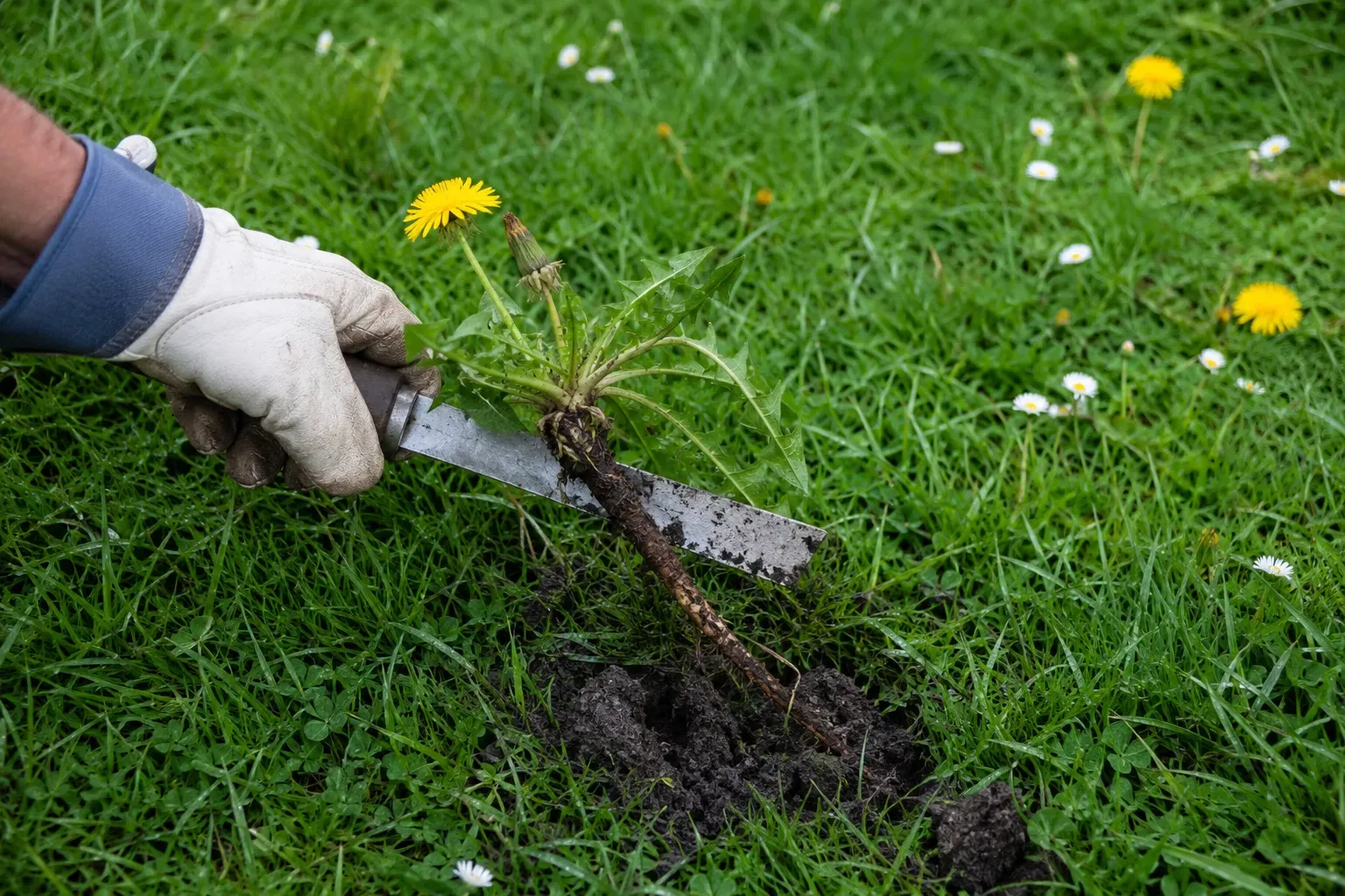 Désherbage manuel de mauvaises herbes dans une pelouse avec un couteau à racine