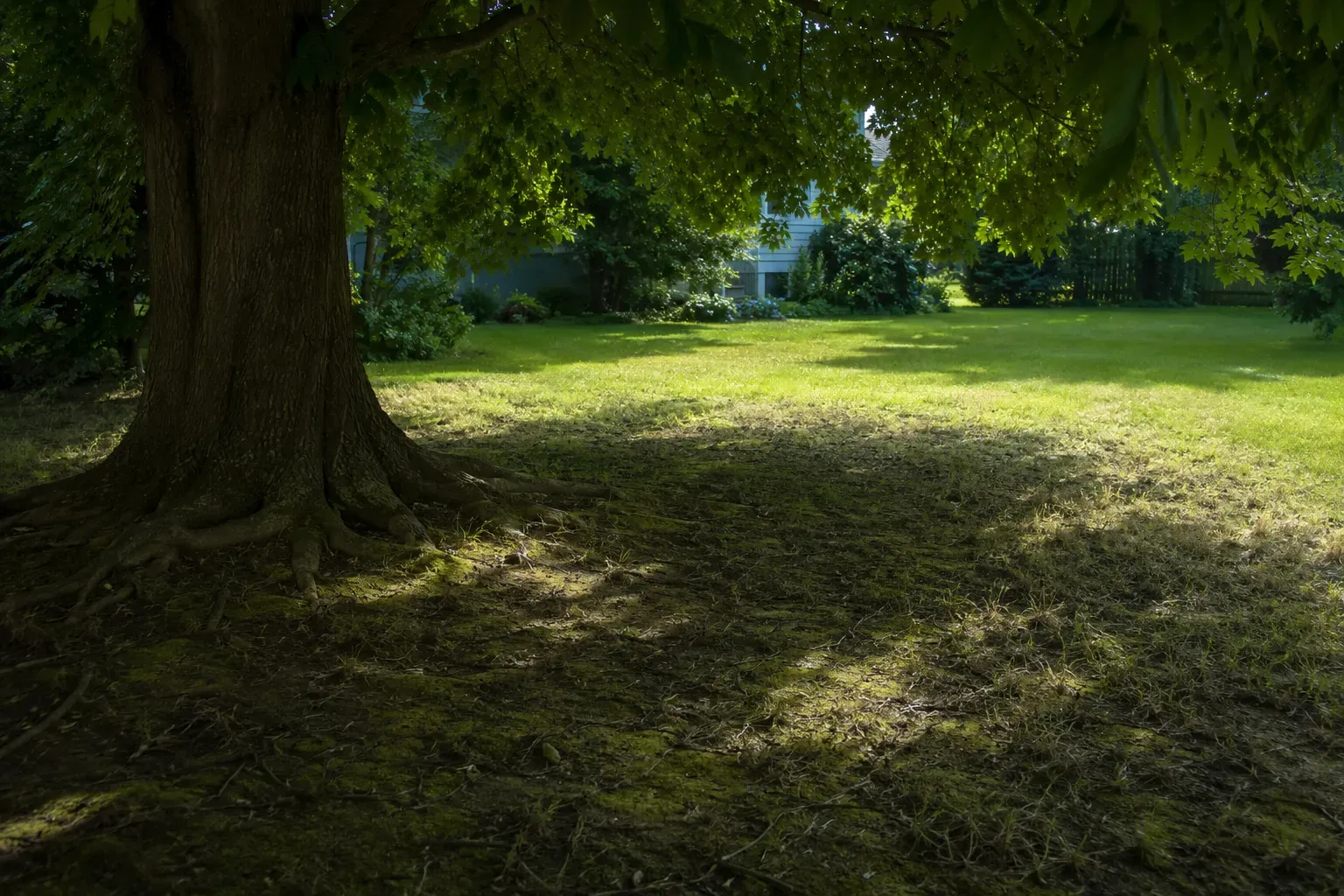 Sol clairsemé sous un grand arbre avec une pelouse qui peine à pousser dans l'ombre profonde