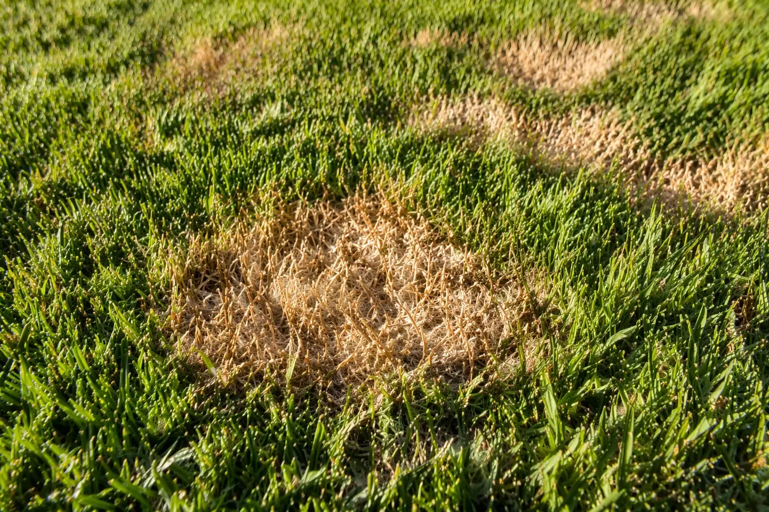 Petites taches circulaires blanchâtres de dollar spot sur un gazon bermuda dense, vues en gros plan dans la lumière du matin