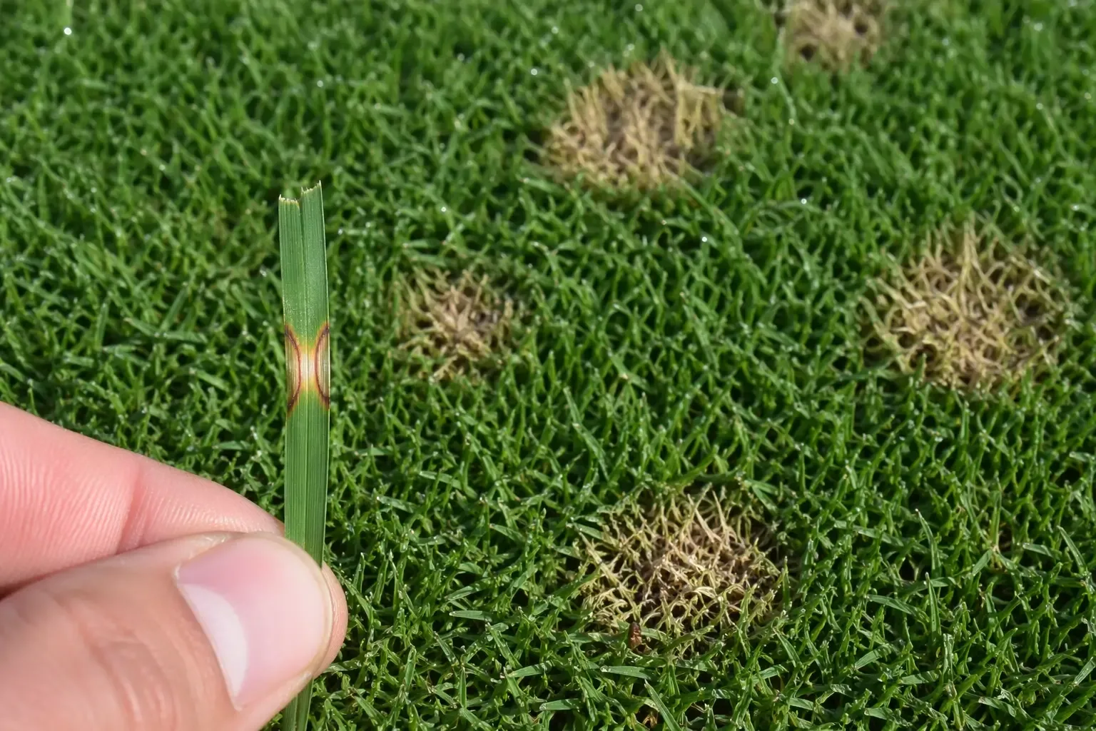 Taches circulaires blanchâtres de dollar spot sur gazon bermuda, avec une lésion en sablier à bordure brune visible sur un brin en premier plan