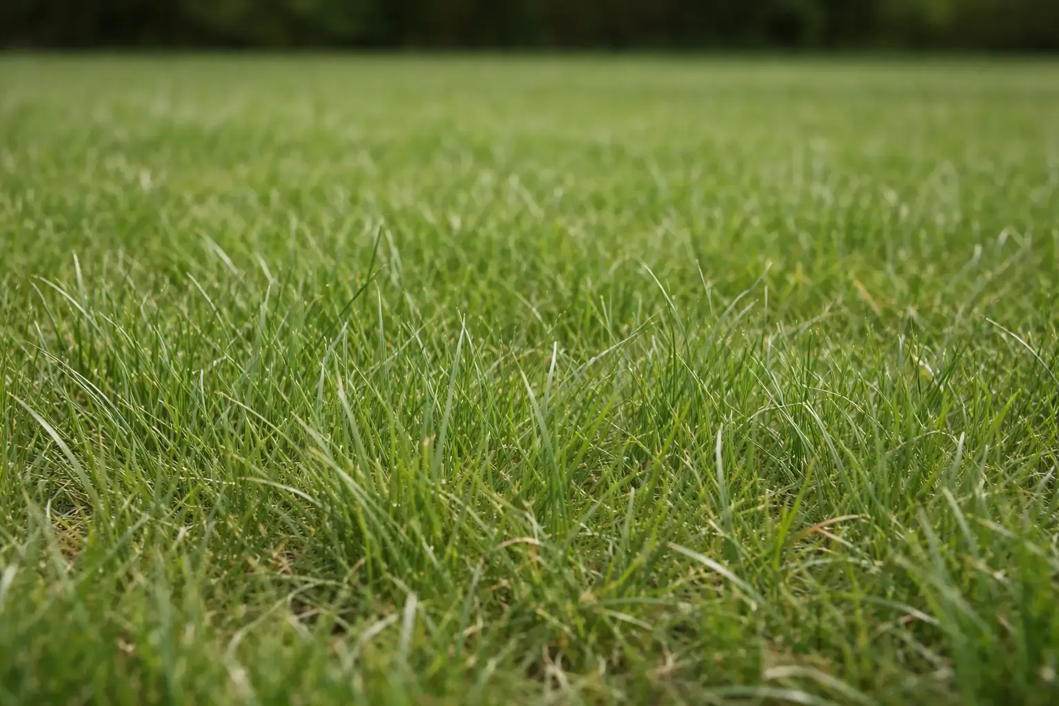 Brins fins de fétuque élevée moderne dans une pelouse verte et dense