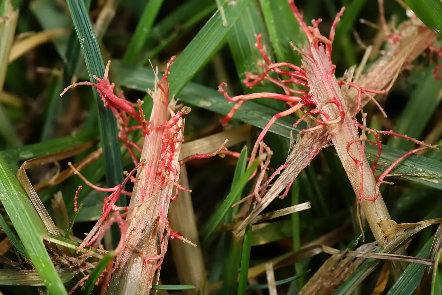 Filaments corail rouges caractéristiques du fil rouge dépassant au sommet de brins de gazon, vus en macro