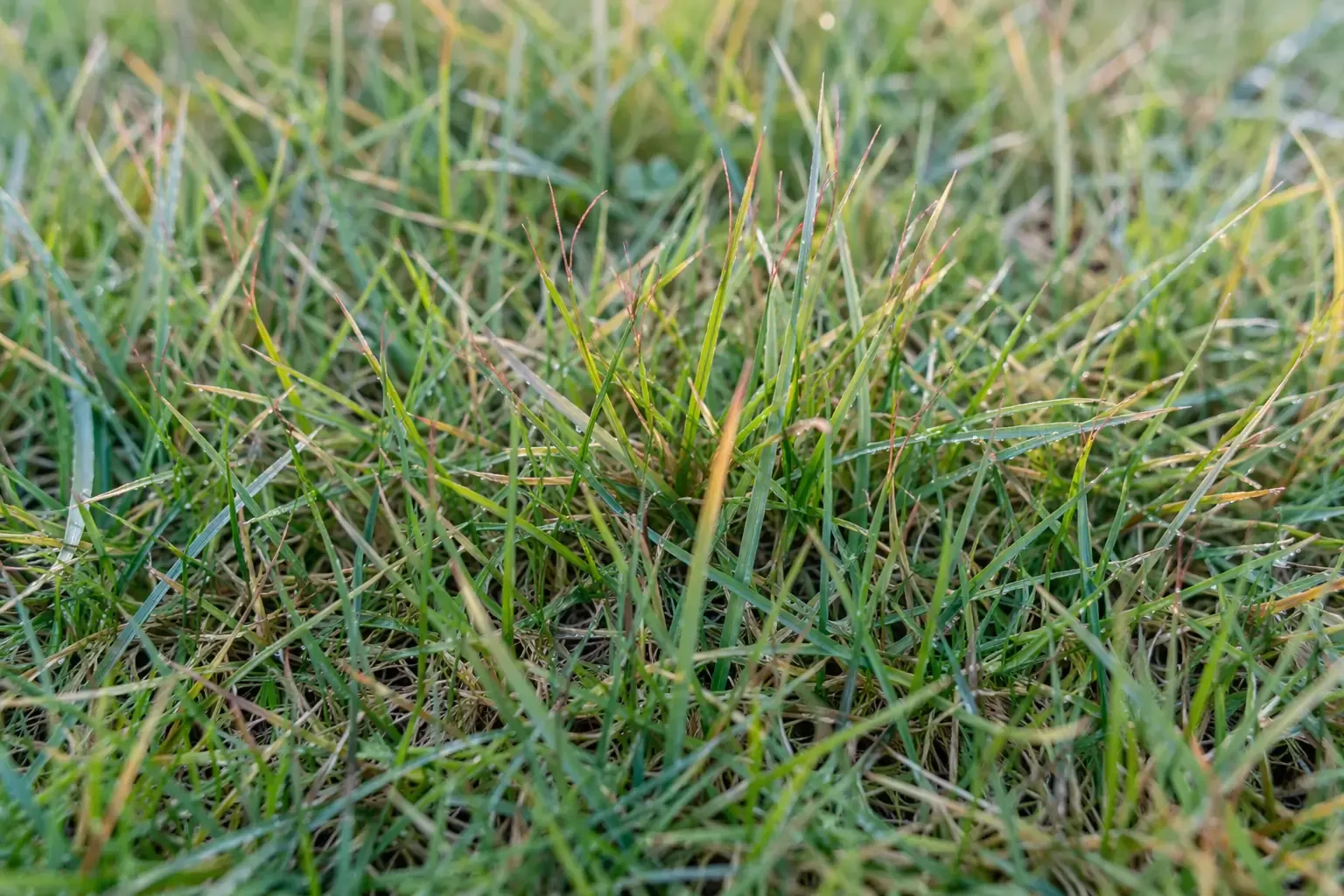 Pelouse naturelle touchée par le fil rouge avec des brins jaunis et des pointes rougies