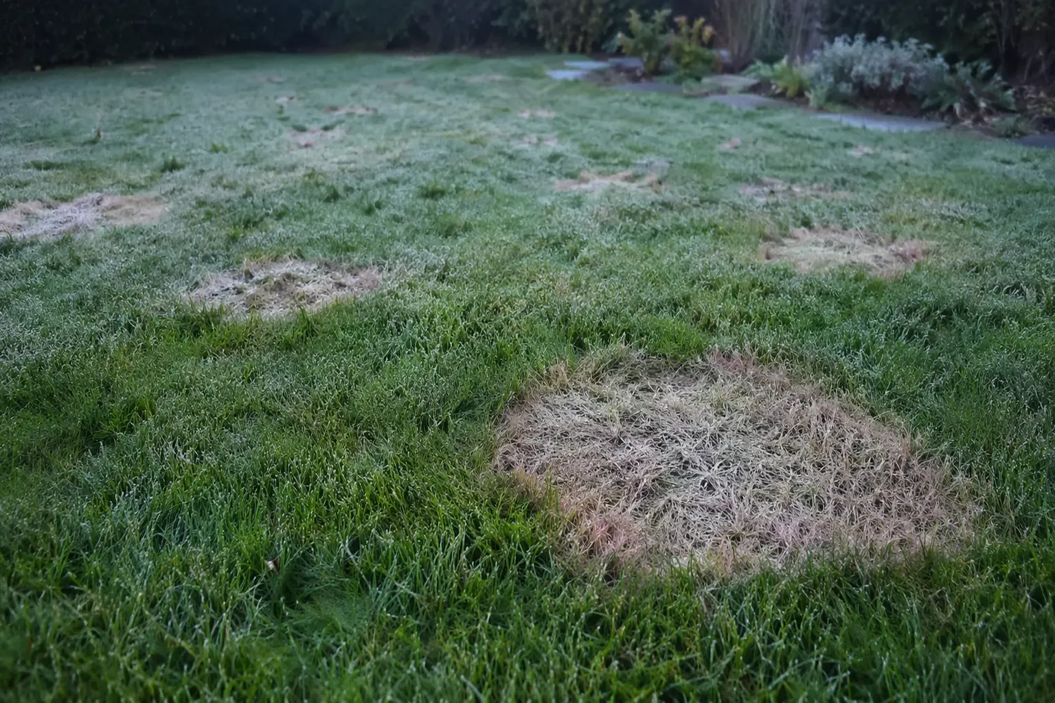 Taches circulaires de fusariose hivernale sur une pelouse en période froide et humide