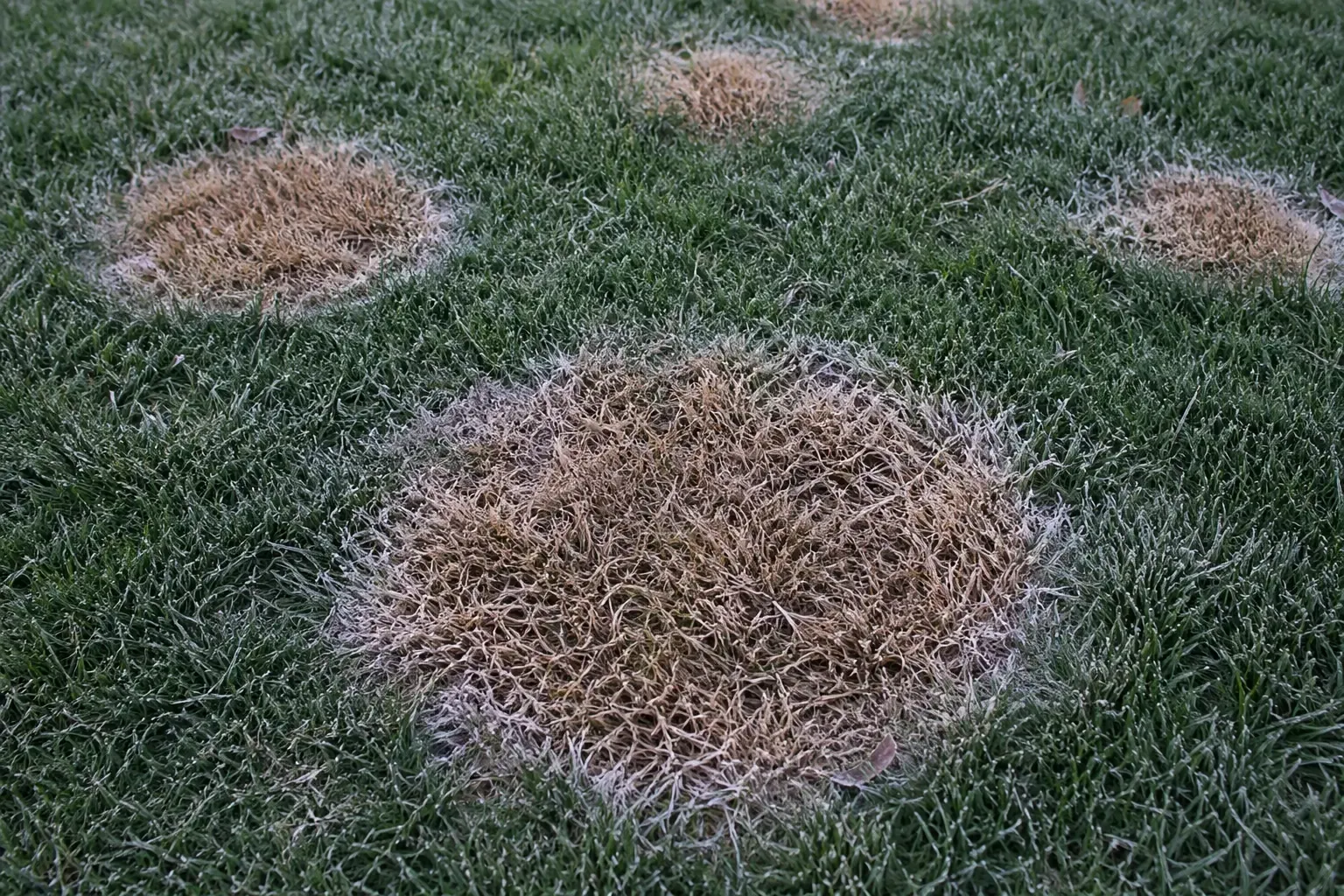 Plaques circulaires beige paille de fusariose hivernale sur pelouse, avec un fin liseré rosé de mycélium visible en bordure dans l'humidité matinale