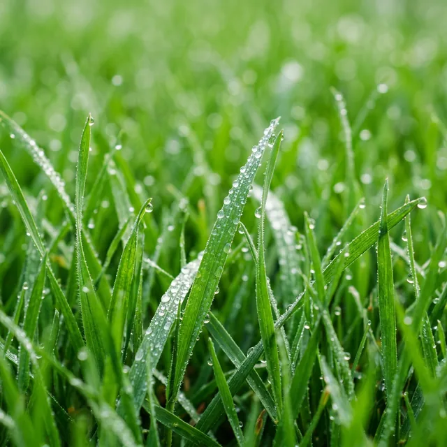 Détail matière / gazon dense