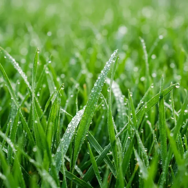 Gros plan sur la matière dense d'une pelouse premium en pleine pousse