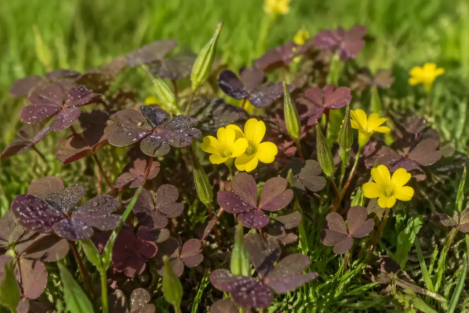 Touffe d'oxalis corniculata en pelouse avec feuilles trifoliées en cœur teintées rougeâtre et petites fleurs jaunes
