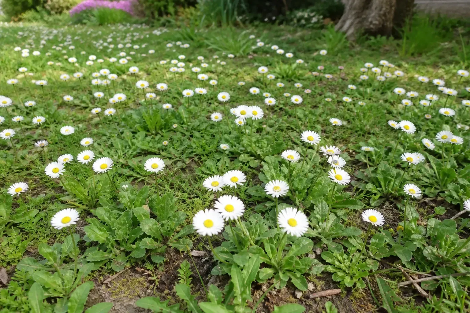 Pelouse fleurie de pâquerettes Bellis perennis avec rosettes basales et capitules blancs à cœur jaune visibles au printemps