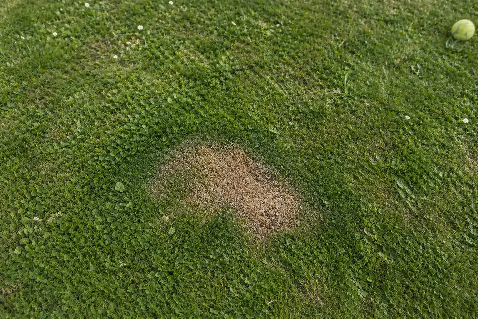 Tache jaune circulaire entourée d'un anneau vert plus foncé sur une pelouse, signature visuelle d'une brûlure d'urine de chien