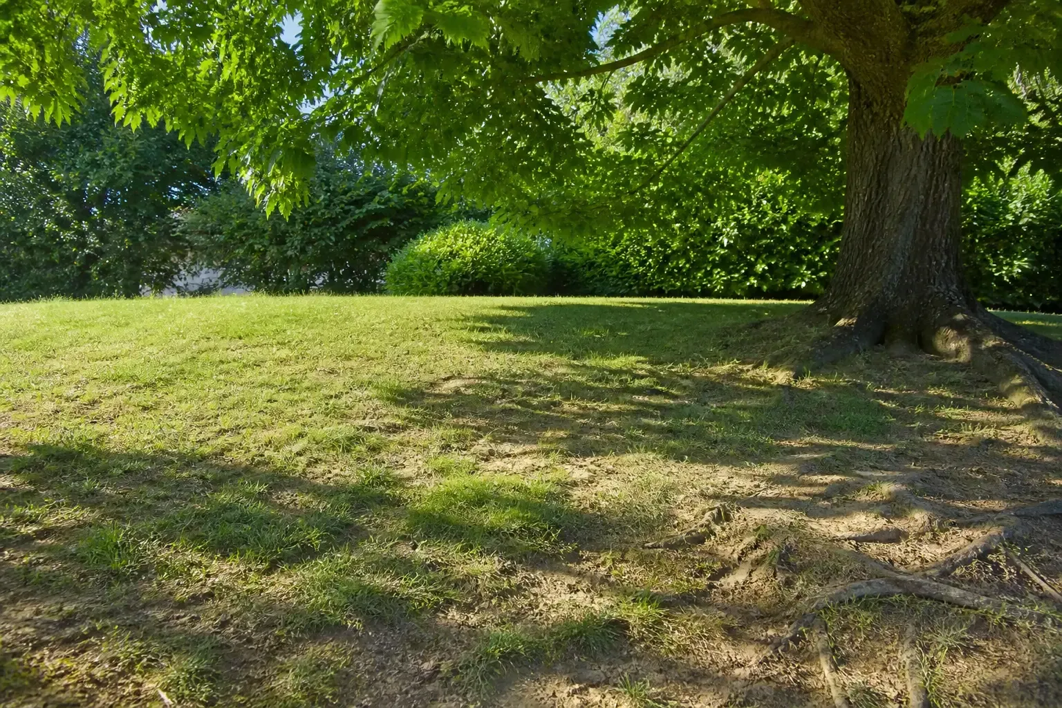 Pelouse clairsemée sous un grand arbre avec jeunes brins espacés et zones nues laissant voir des racines superficielles