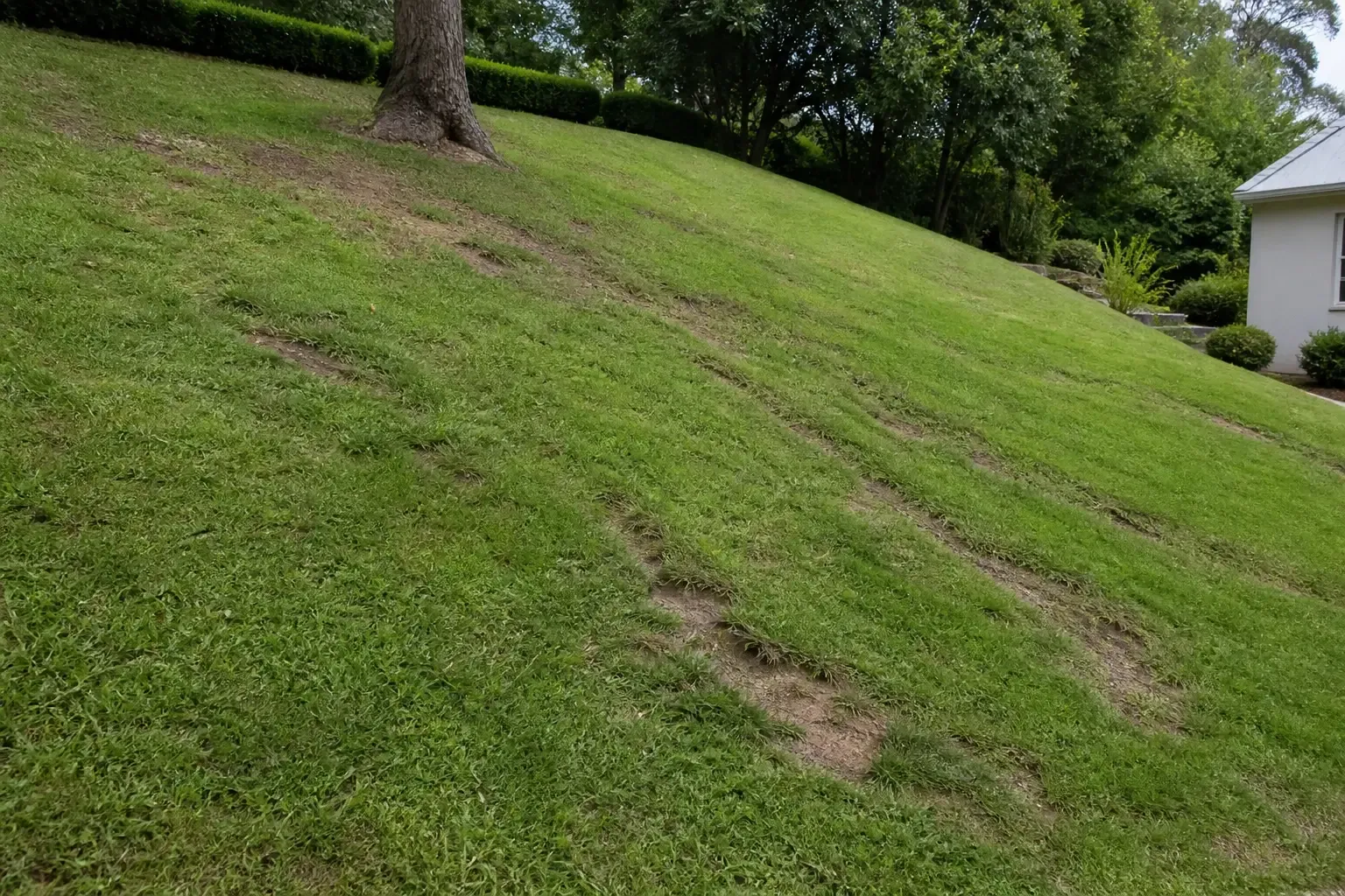 Pelouse installée sur un terrain en pente prononcée avec rigoles d'érosion partielle visibles le long du sens de la pente