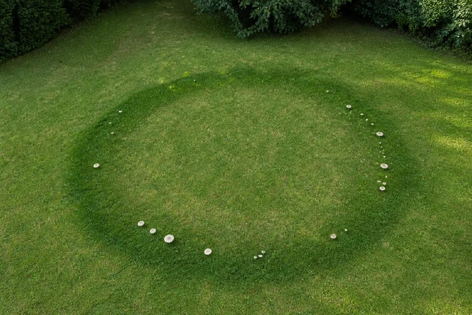 Pelouse présentant un rond de sorcière classique avec anneau d'herbe vert plus foncé et zone interne plus claire