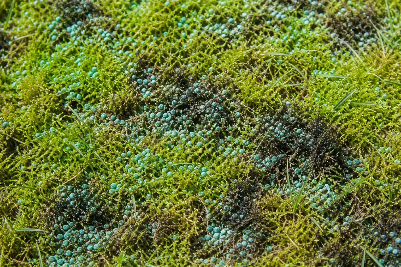 Granulés de sulfate de fer bleu-vert épandus sur une pelouse couverte de mousse en cours de noircissement