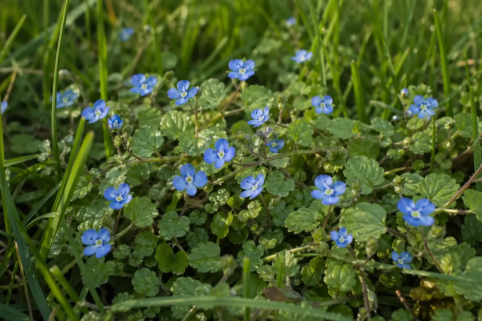 Tapis de véronique filiforme rampante en pelouse avec nombreuses petites fleurs bleu ciel à quatre pétales